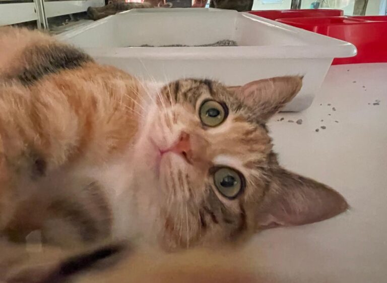 multimedia-foto81512-580-1