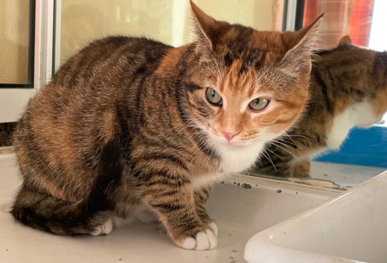 multimedia-foto81514-684-1