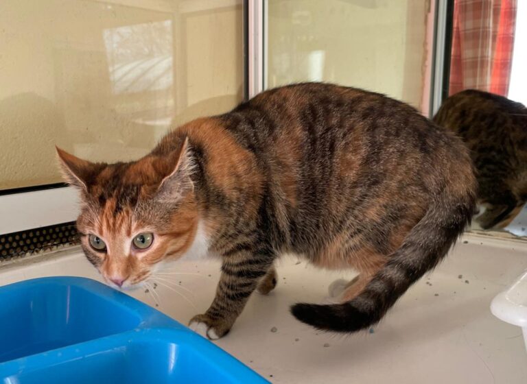 multimedia-foto81515-684-1