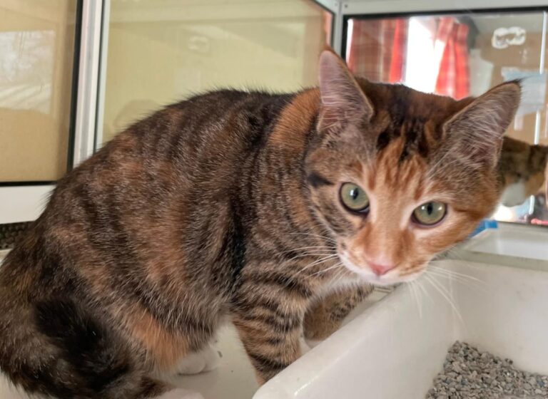 multimedia-foto81516-685-1