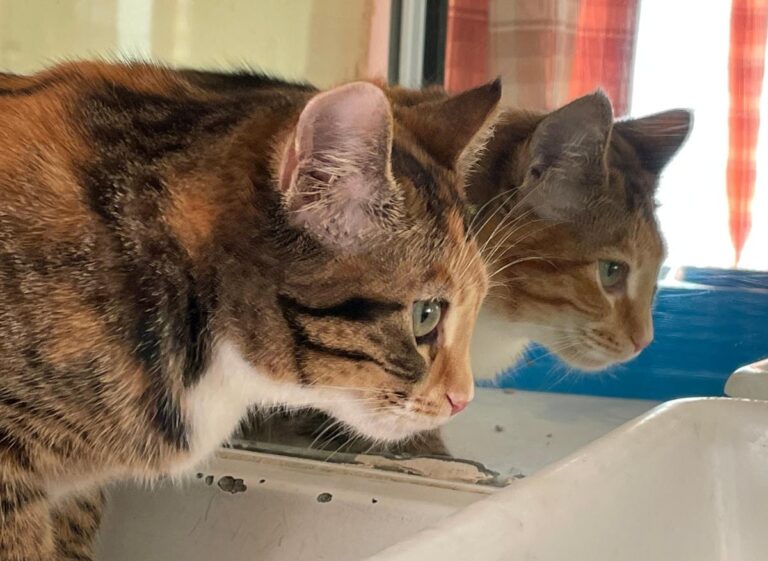 multimedia-foto81517-685-1