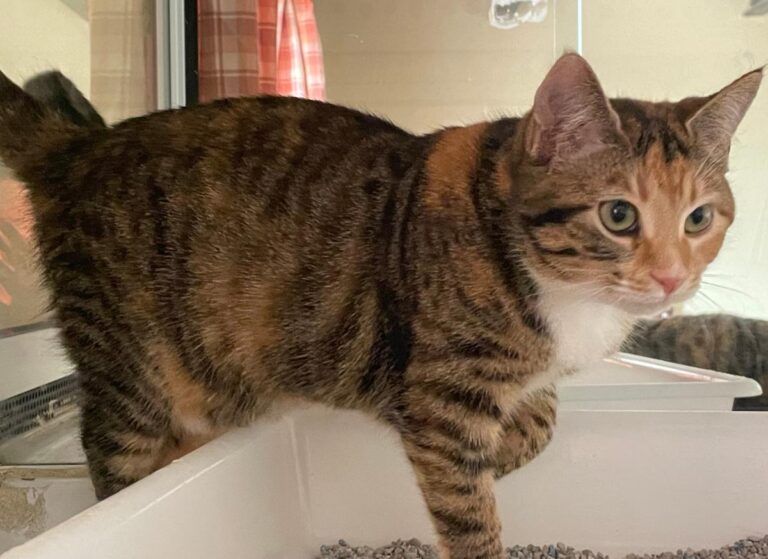 multimedia-foto81518-685-1