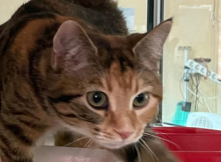 multimedia-foto81519-685-1