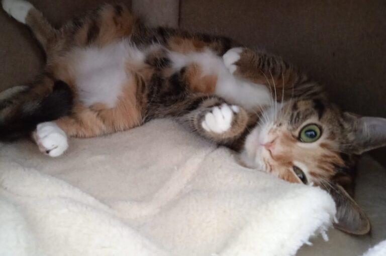 multimedia-foto81520-685-1