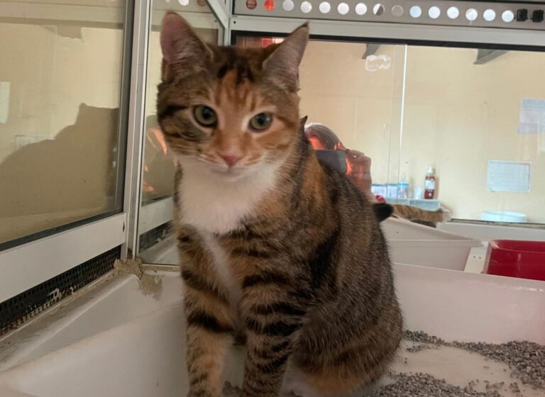 multimedia-foto81521-686-1