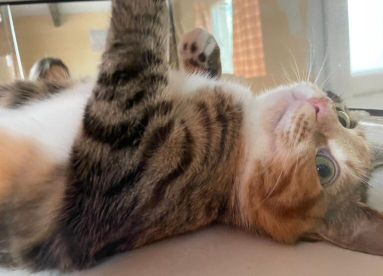 multimedia-foto81522-686-1