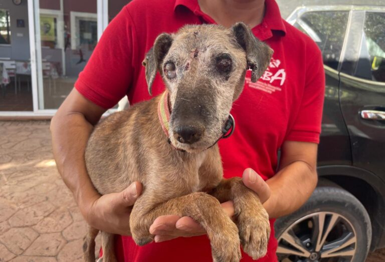 multimedia-foto81525-988-1