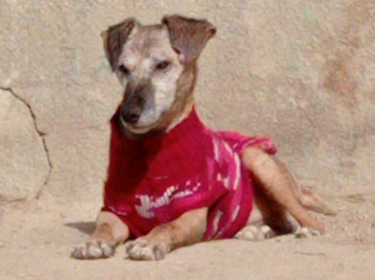 multimedia-foto81533-989-1