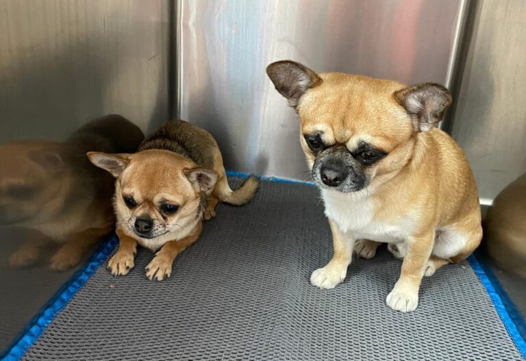 multimedia-foto81627-232-1