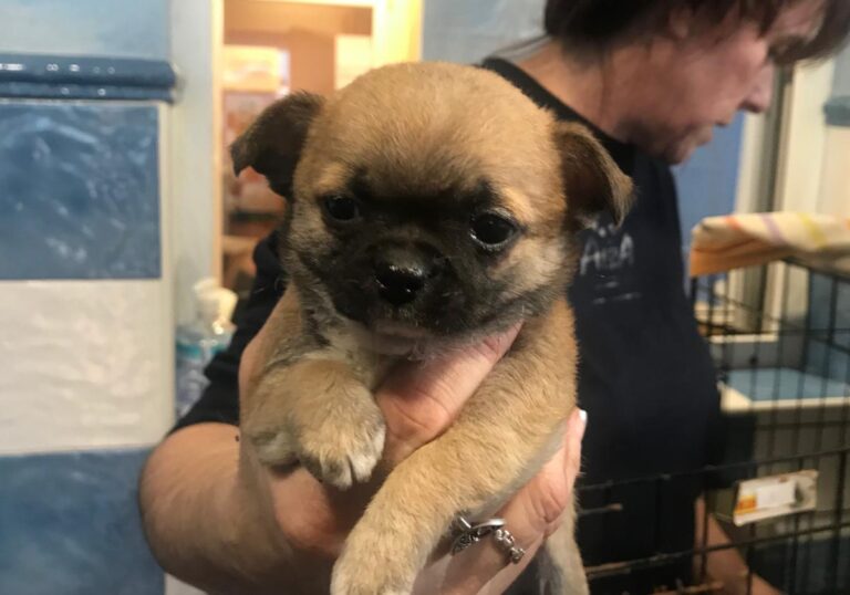 multimedia-foto81628-232-1