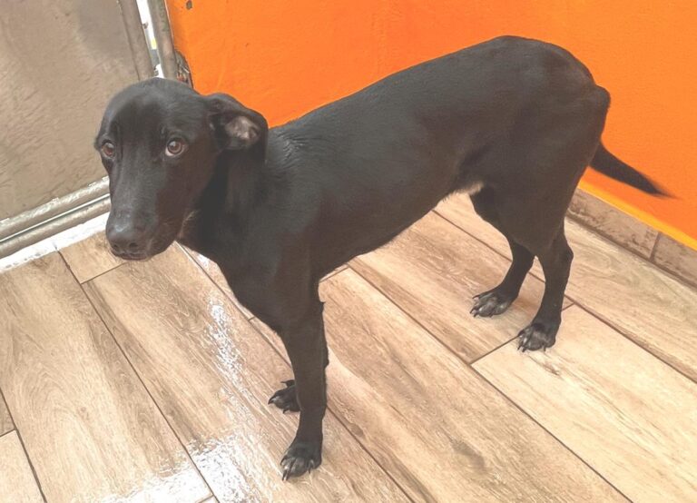 multimedia-foto81696-475-1