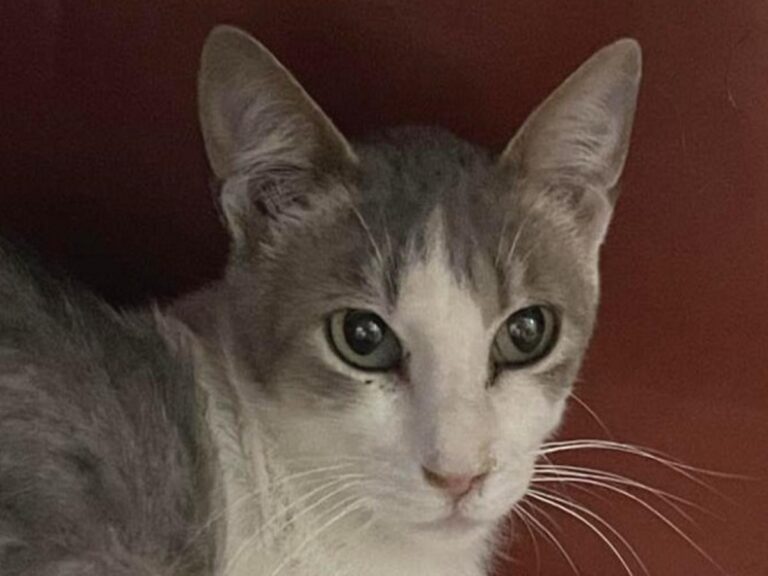 multimedia-foto81720-420-1