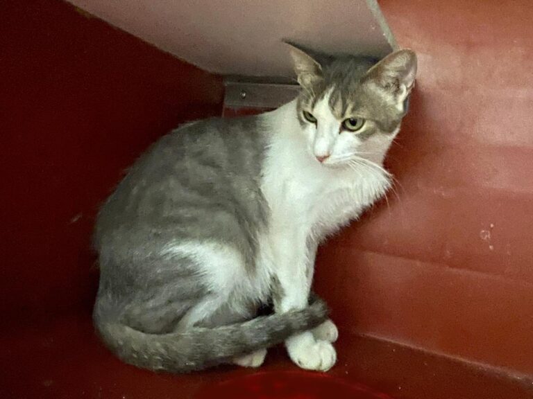 multimedia-foto81721-420-1