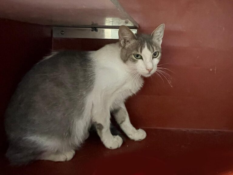 multimedia-foto81722-420-1