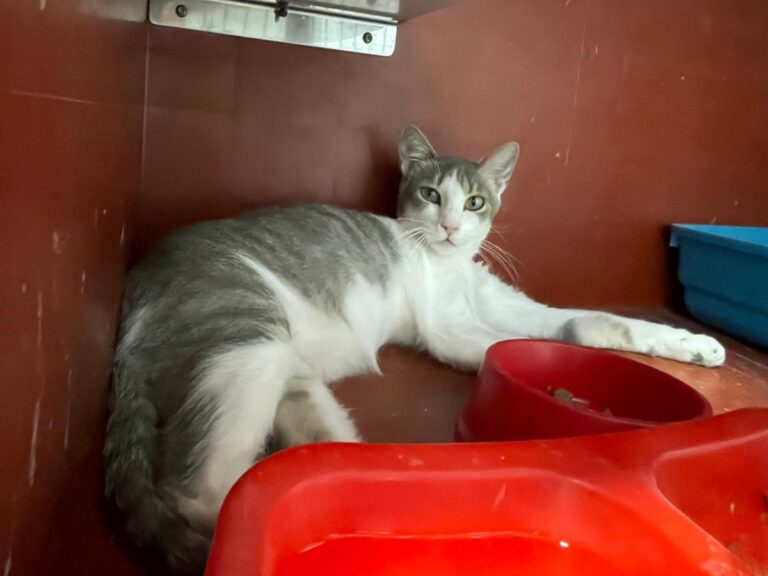 multimedia-foto81723-421-1