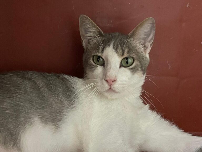 multimedia-foto81724-421-1