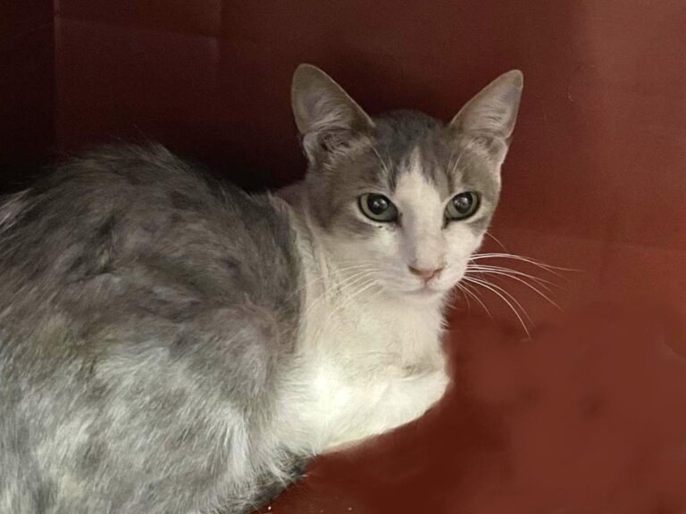 multimedia-foto81725-421-1