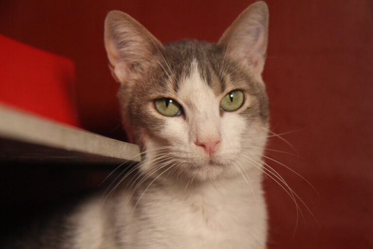 multimedia-foto81726-421-1