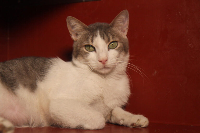 multimedia-foto81727-421-1