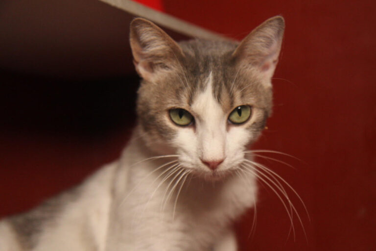 multimedia-foto81728-422-1