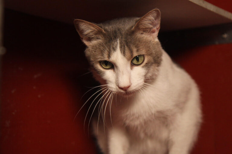 multimedia-foto81729-422-1