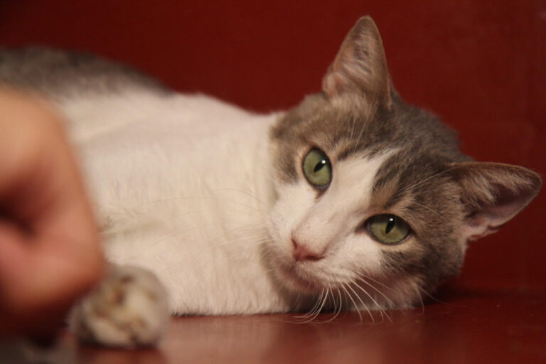 multimedia-foto81730-422-1