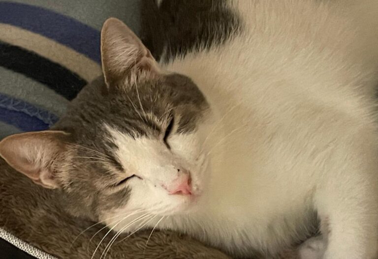 multimedia-foto81735-423-1