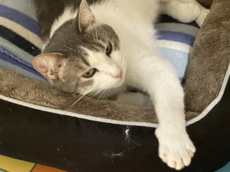 multimedia-foto81737-423-1