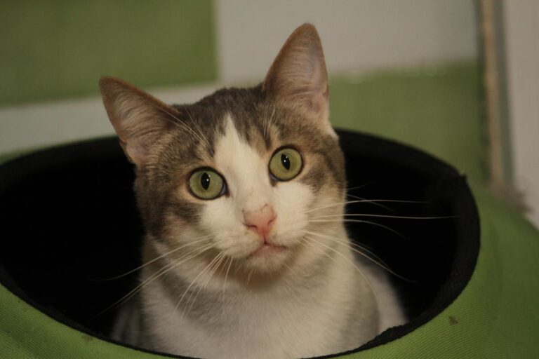 multimedia-foto81739-424-1