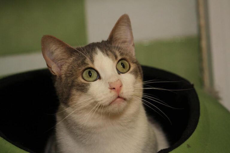 multimedia-foto81740-424-1