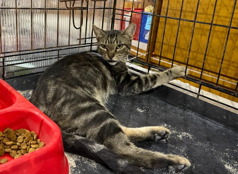 multimedia-foto81741-816-1