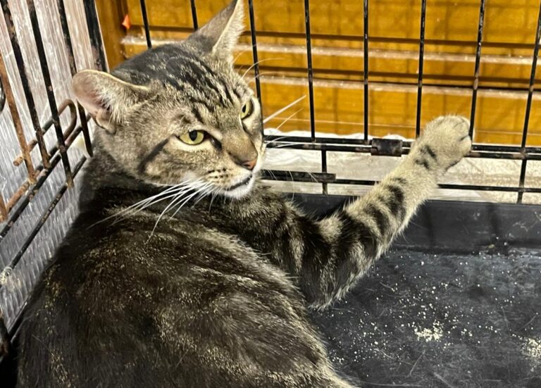 multimedia-foto81742-816-1