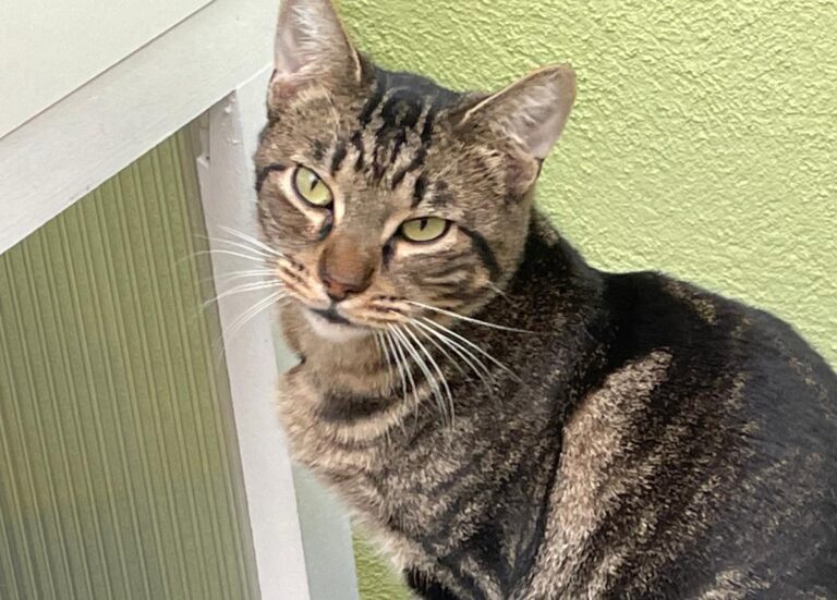 multimedia-foto81743-816-1