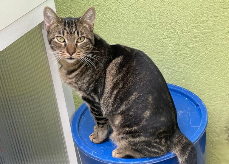 multimedia-foto81744-816-1