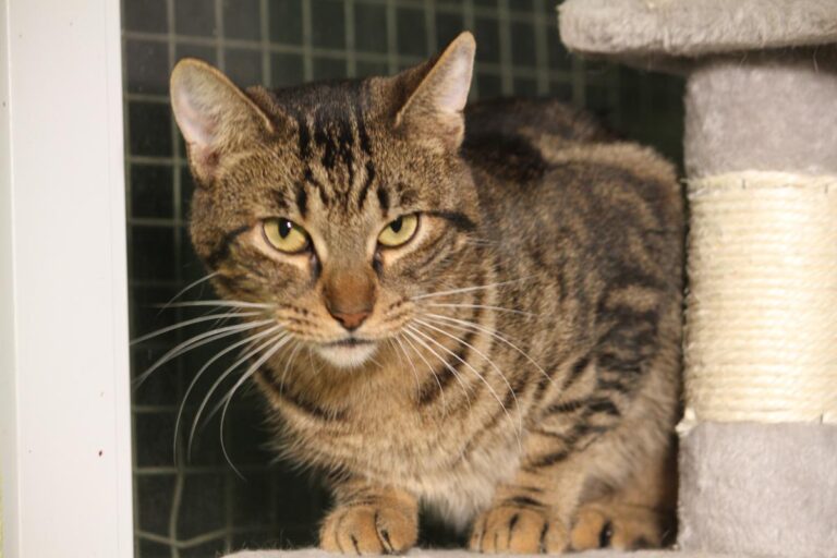 multimedia-foto81745-816-1