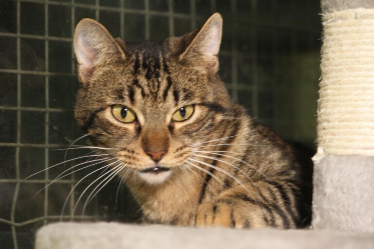 multimedia-foto81746-817-1