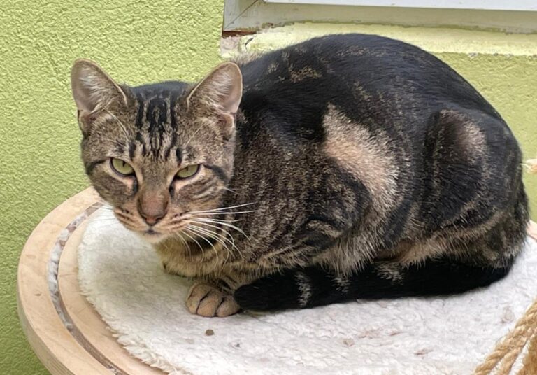 multimedia-foto81747-817-1