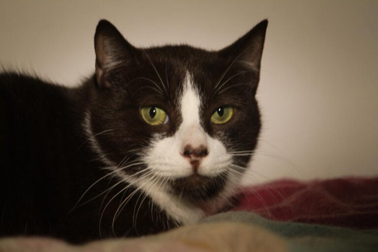 multimedia-foto81752-333-1