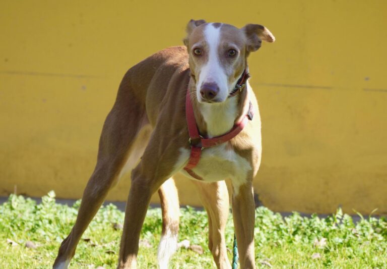 multimedia-foto81757-361-1