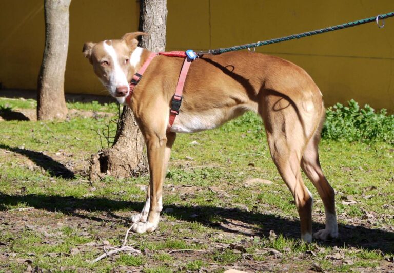 multimedia-foto81759-361-1