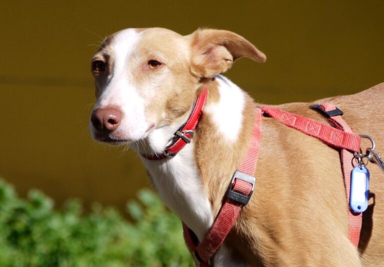 multimedia-foto81762-362-1