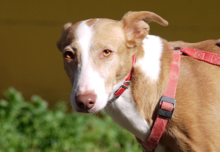 multimedia-foto81763-362-1