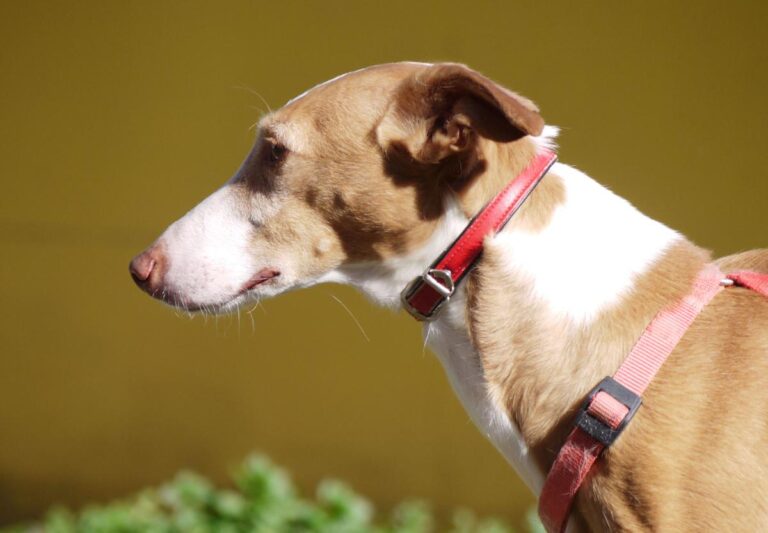 multimedia-foto81764-362-1