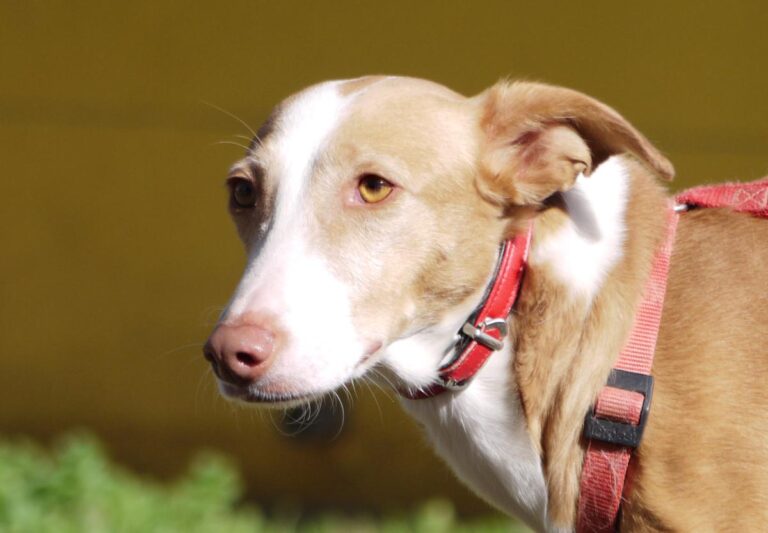 multimedia-foto81765-362-1