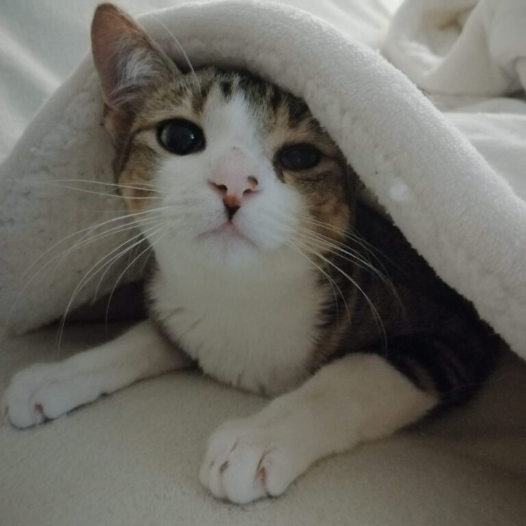 multimedia-foto81766-656-1