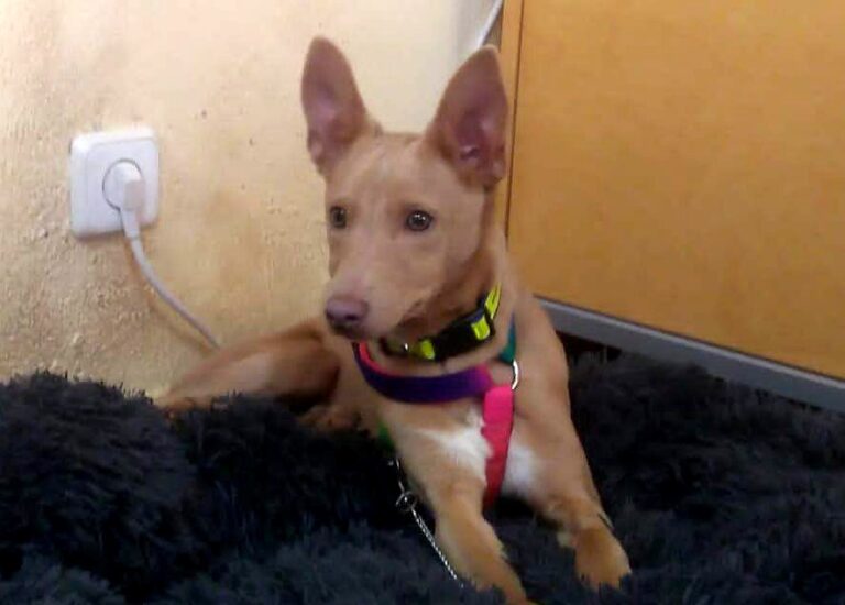 multimedia-foto81767-239-1