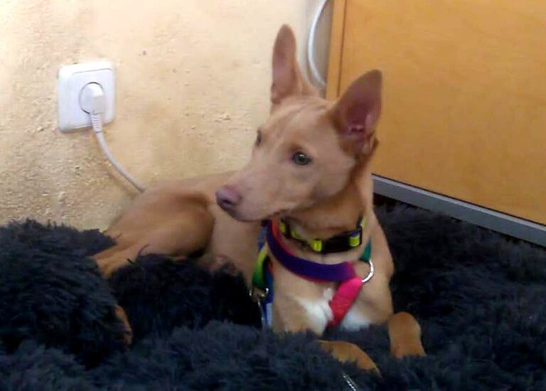 multimedia-foto81768-239-1