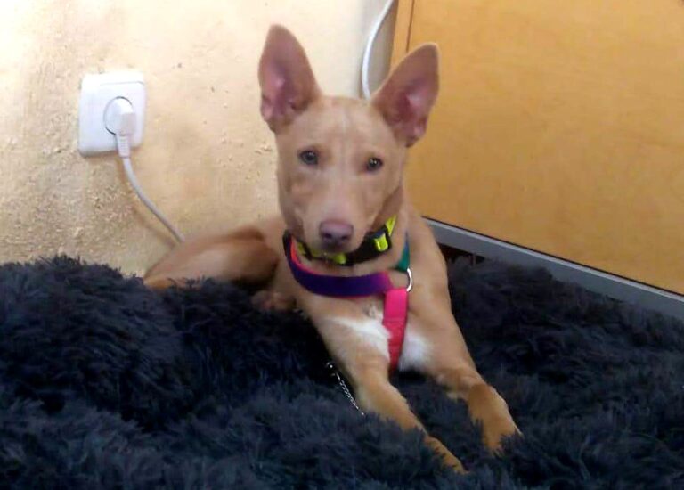 multimedia-foto81769-239-1