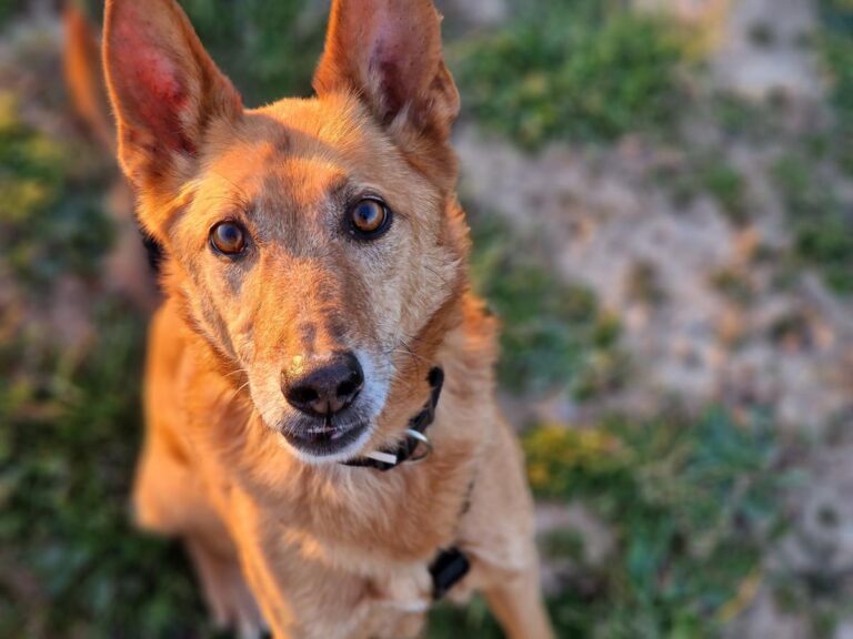 multimedia-foto81820-441-1