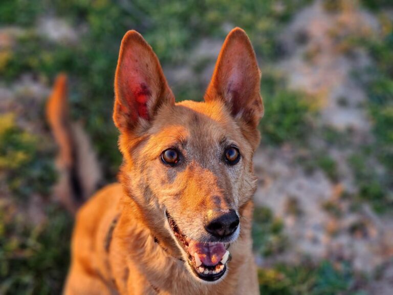 multimedia-foto81821-441-1